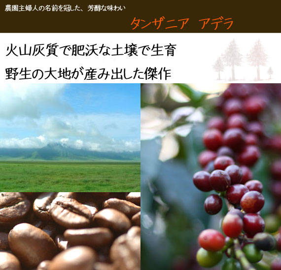 タンザニアアデラコーヒー