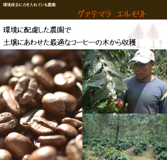 聖コーヒーグァテマラバランカス